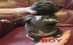 Staffordshire Bull Terrier dogs for sale: KC registered Champions Bloodline Show Quality  - Image 8