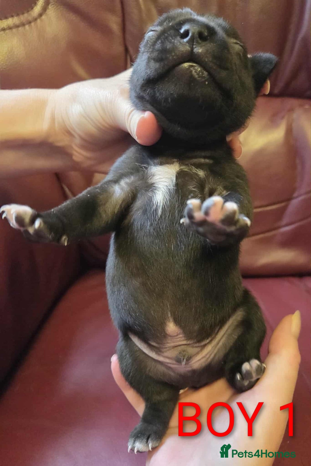 Staffordshire Bull Terrier dogs for sale: KC registered Champions Bloodline Show Quality  - Image 8