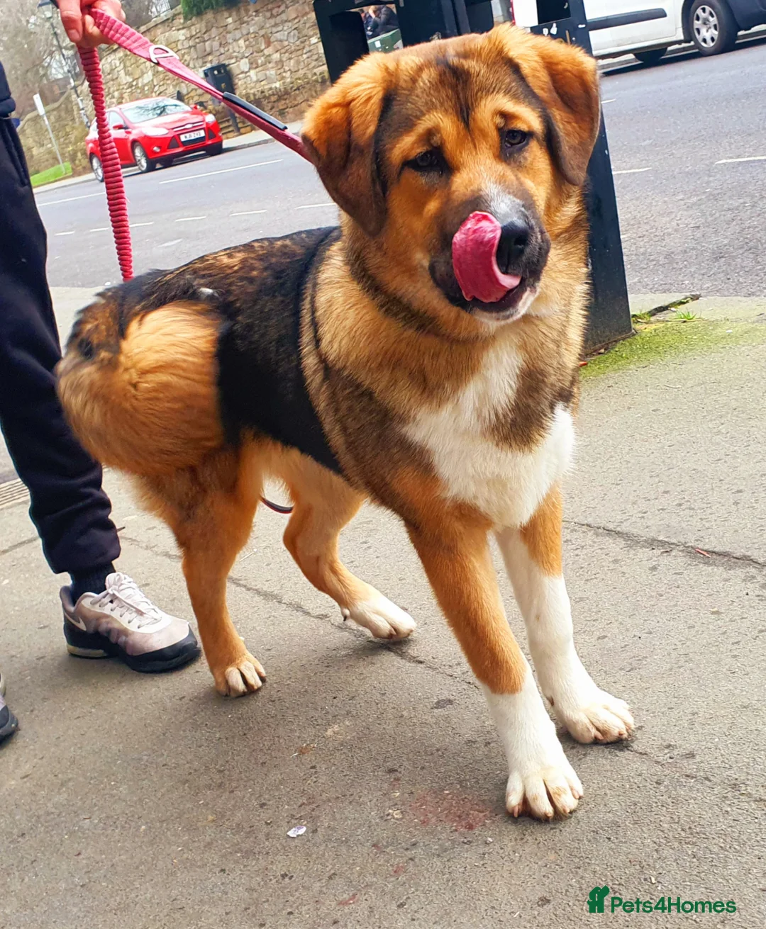 Mixed Breed dogs for sale: Meet lilo - Advert 1