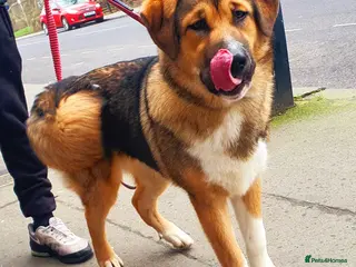 Mixed Breed dogs Meet lilo - Advert 1