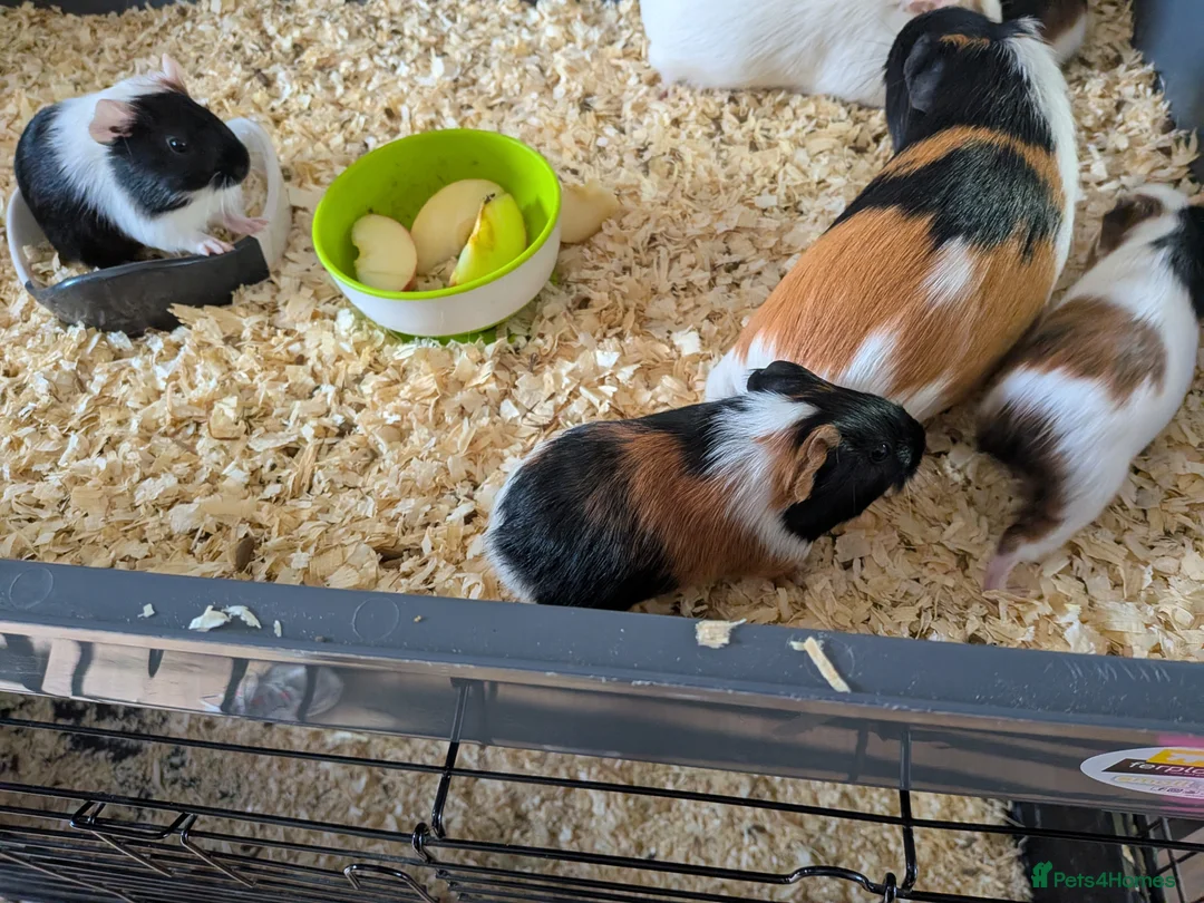 Guinea Pig rodents for sale: Mixture of baby and adult female guinea pigs  - Advert 8