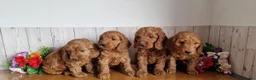 Cavapoo dogs for sale: Beautiful solid red cavapoos  - Advert 3