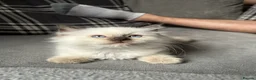 Ragdoll cats for sale: 🤎Exceptional Rare Chocolate Point Ragdoll Boy 🤎 - Advert 3