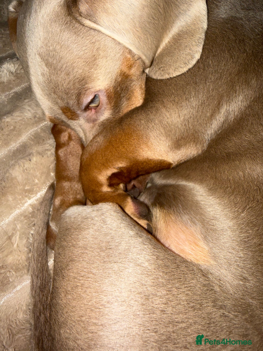 Miniature Dachshund dogs for stud: Ronnie  - Advert 5