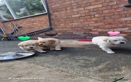 Golden Retriever dogs for sale: 💫💫💫 All puppies are reserved 💫💫💫 in Saint Helens - Image 17
