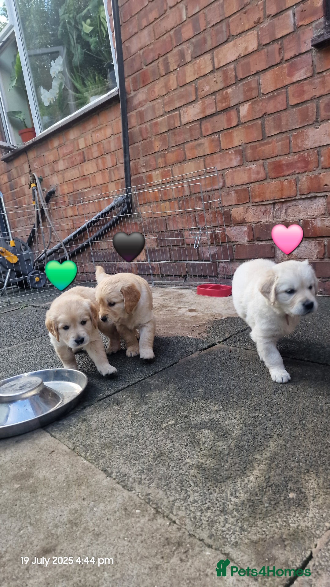 Golden Retriever dogs for sale: 💫💫💫 All puppies are reserved 💫💫💫 in Saint Helens - Image 17