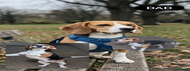 Duke