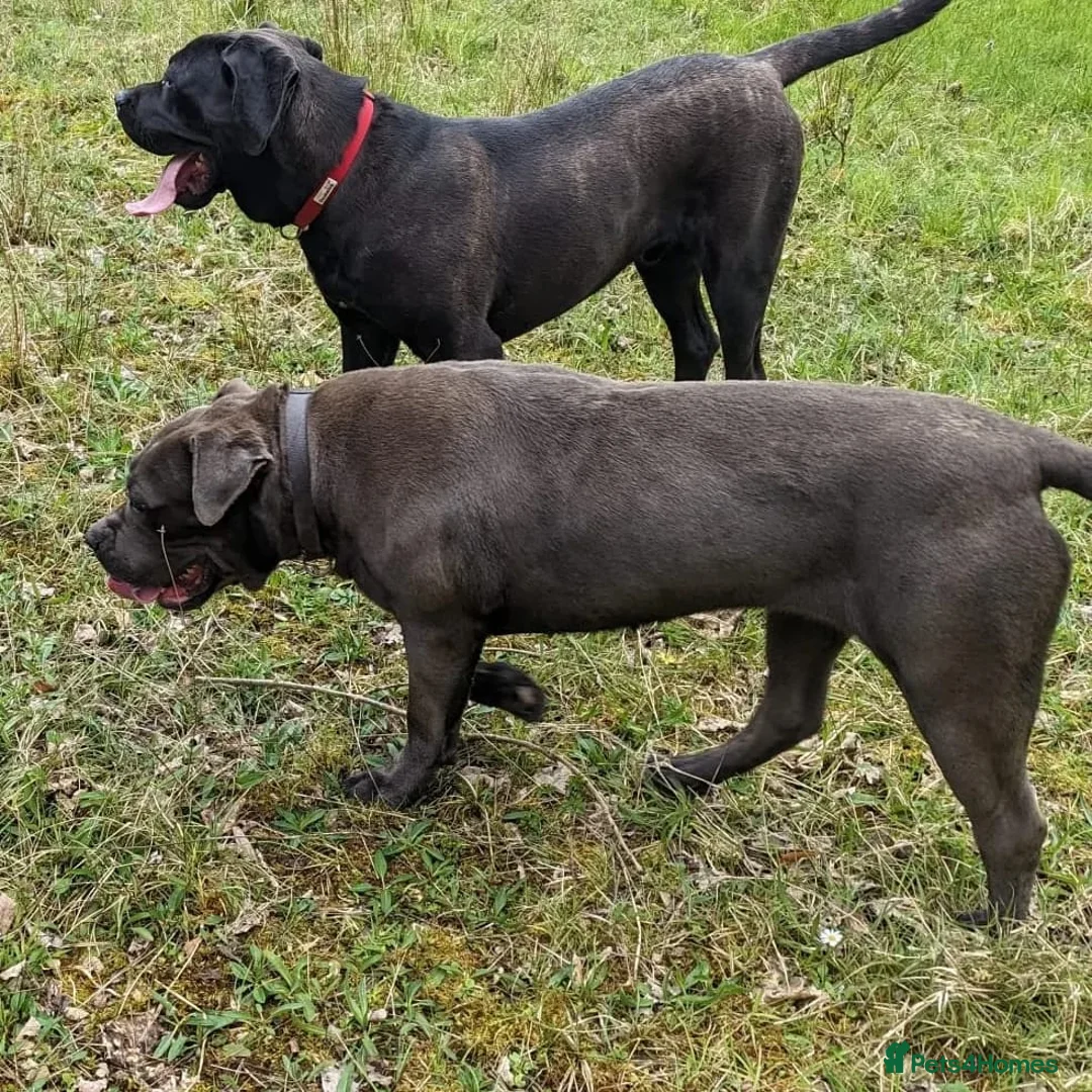 Cane Corso dogs for sale: Cane Corso liter - Advert 19