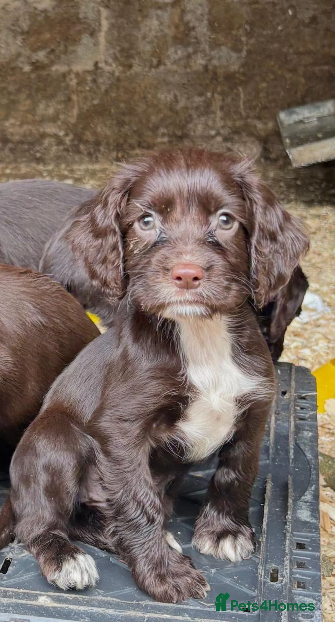 Sprocker dogs for sale: Sprocker Pups  - Advert 1