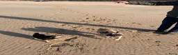French Bulldog dogs for sale: Frenchie looking for his forever home  in Saint Ives - Advert 2