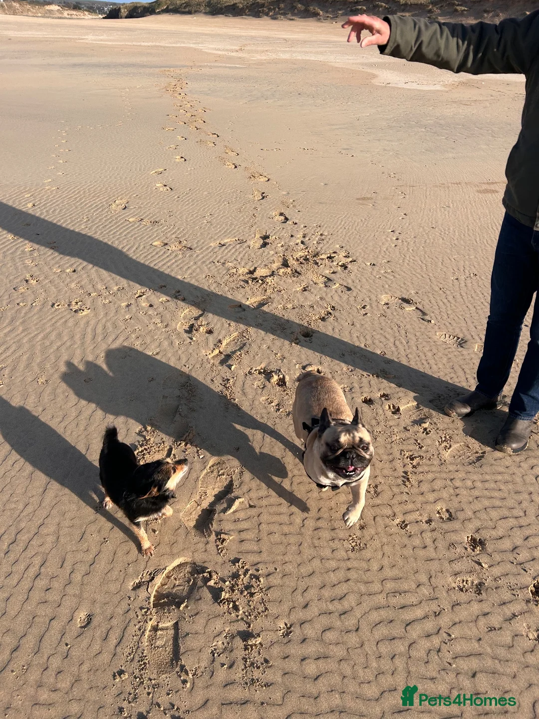 French Bulldog dogs for sale: Frenchie looking for his forever home  in Saint Ives - Advert 2