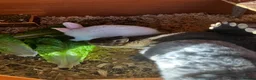 Netherland Dwarf rabbits for sale: Male & x2 Female Netherland Dwarfs Must Go! - Advert 5