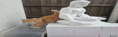 Maine Coon 1