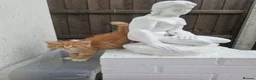 Maine Coon cats for sale: KITTENS  - Advert 1