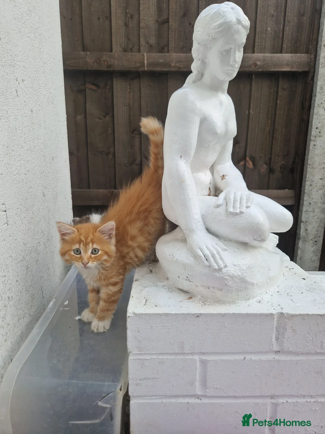 Maine Coon cats for sale: KITTENS  - Advert 1