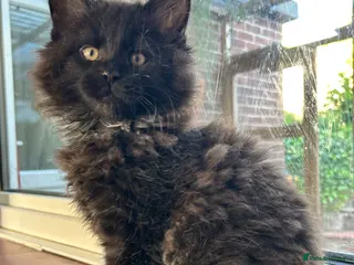 Maine Coon cats Beautiful Mainecoon kittens - Advert 18