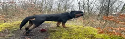 Rottweiler dogs for sale: 2 year old boy looking for forever home  - Advert 3