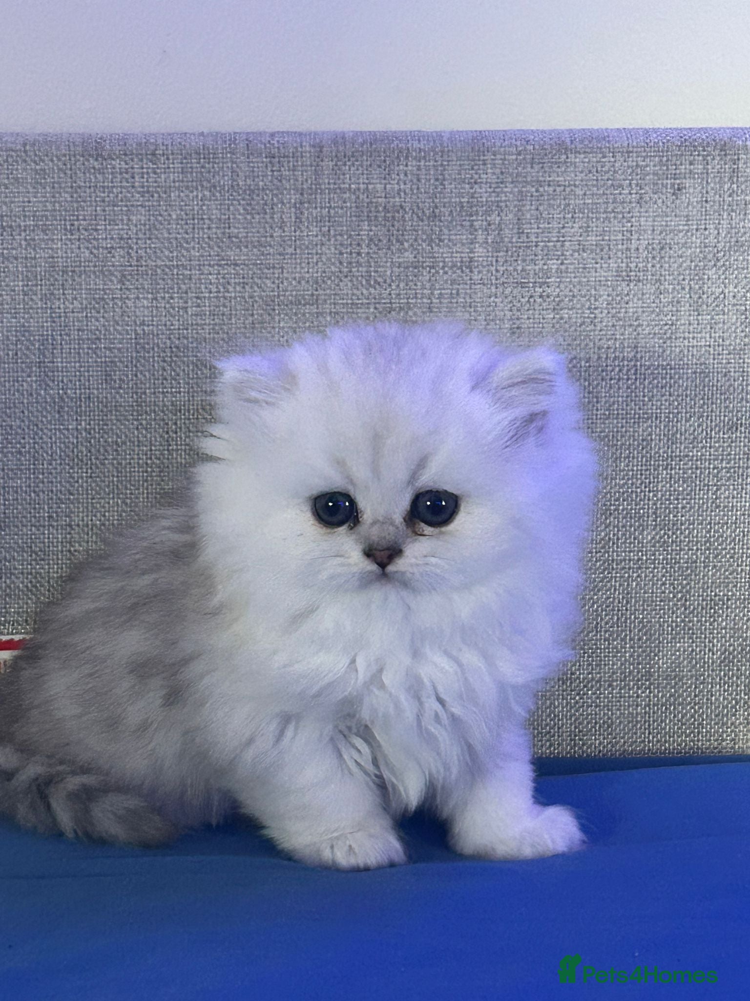 Persian cats Persion chinchilla kittens - Advert 2
