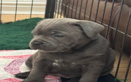 Staffordshire Bull Terrier dogs for sale: Amazing blue Staffordshire bull terrier puppies  in Stoke-on-Trent - Image 9