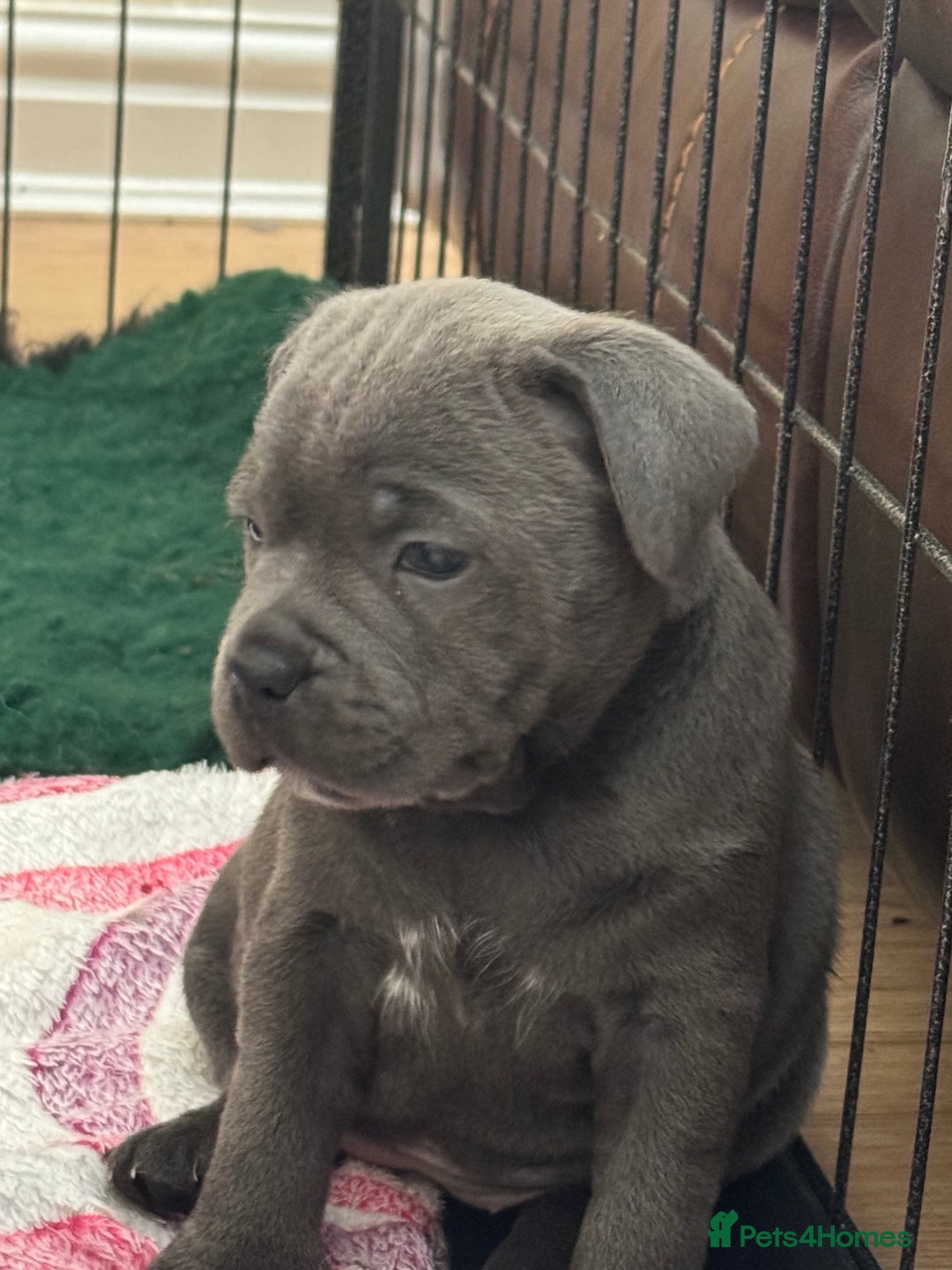 Staffordshire Bull Terrier dogs for sale: Amazing blue Staffordshire bull terrier puppies  in Stoke-on-Trent - Image 9