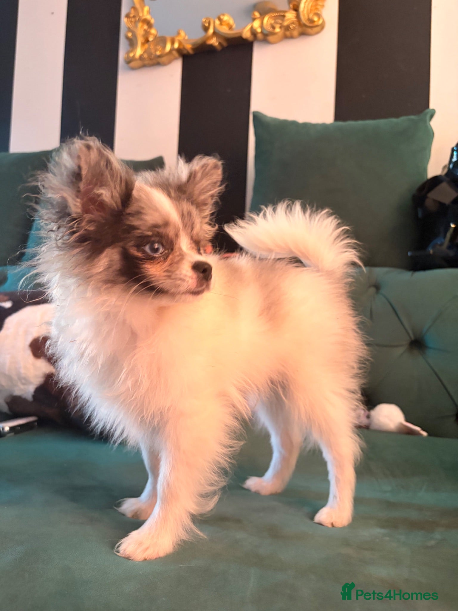 Pomeranian dogs Blue eyed Pomeranian pups  - Advert 1