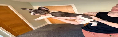 Mixed Breed Puppy 7