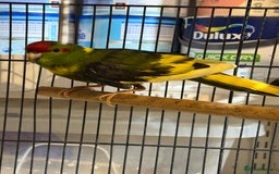 Parakeets birds for sale: Kakarikis For sale  - Advert 3