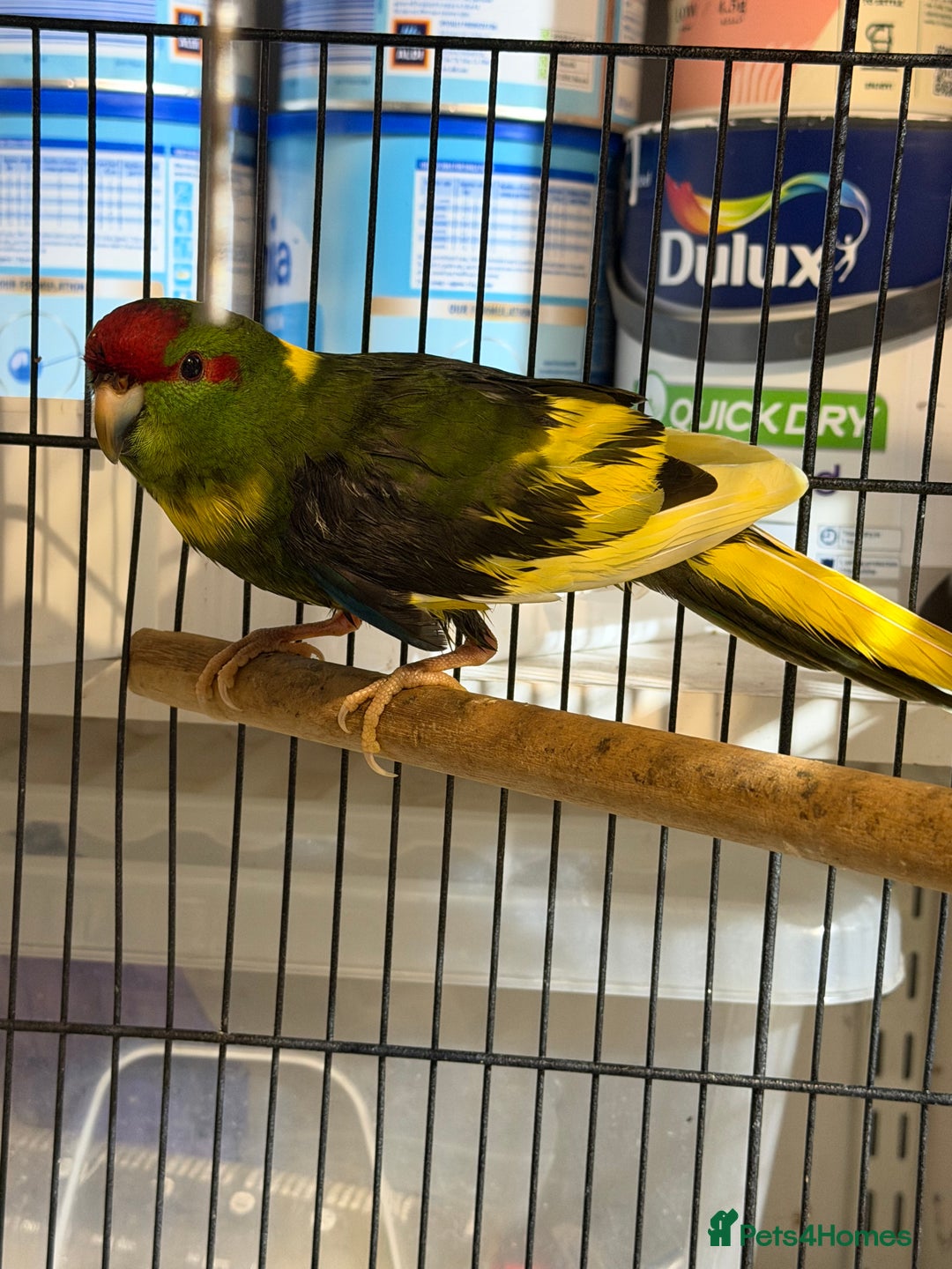 Parakeets birds for sale: Kakarikis For sale  - Advert 3