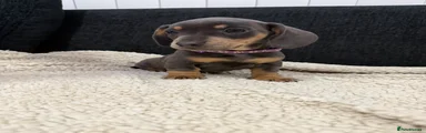 Miniature Dachshund Puppy - Blue & Tan 