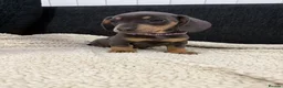 Miniature Dachshund dogs for sale: Miniature Dachshund Puppies - Advert 2