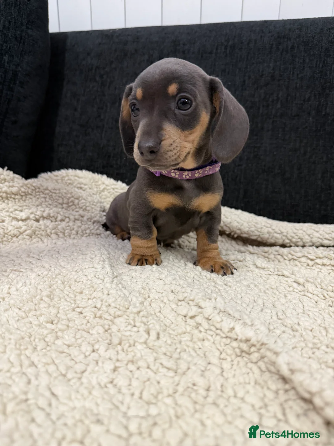 Miniature Dachshund dogs for sale: Miniature Dachshund Puppies - Advert 2