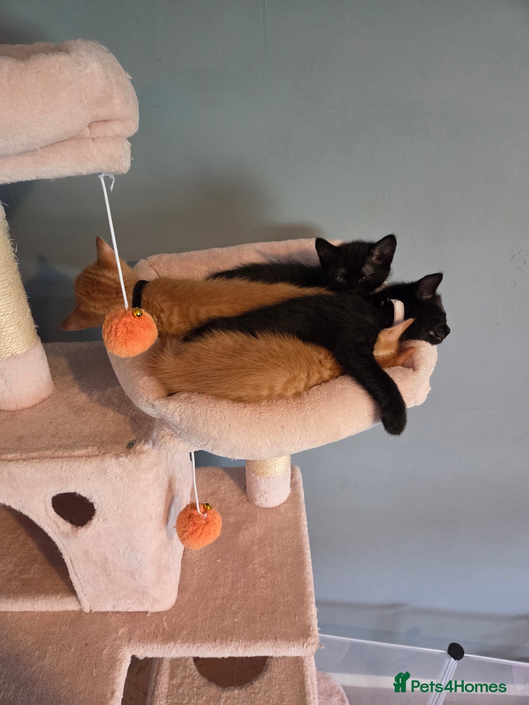 Ragdoll cats for sale: Ragdoll x tabby cat - Image 21