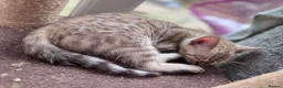 Bengal cats for sale: TICA Reg Bengal Kittens. Ready to Leave 30th June - Advert 4