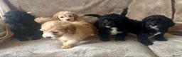 Cockapoo dogs for sale: Beautiful Cockapoo Puppies For Sale - Advert 3