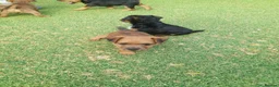 Patterdale Terrier dogs for sale: Pattadale terrier pups in Liverpool - Advert 8