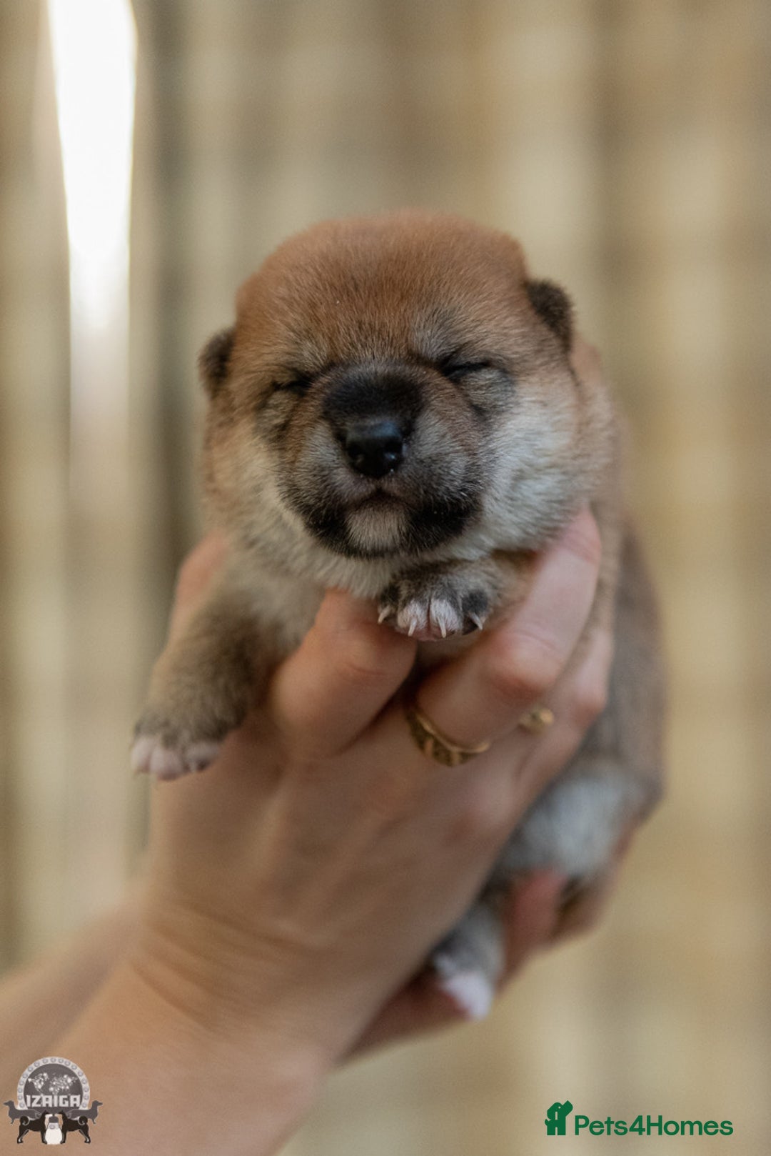 Japanese Shiba Inu dogs for sale: Outstanding quality two girls available. - Advert 11