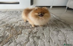 Pomeranian dogs for sale: Kc reg Pomerania  - Image 10