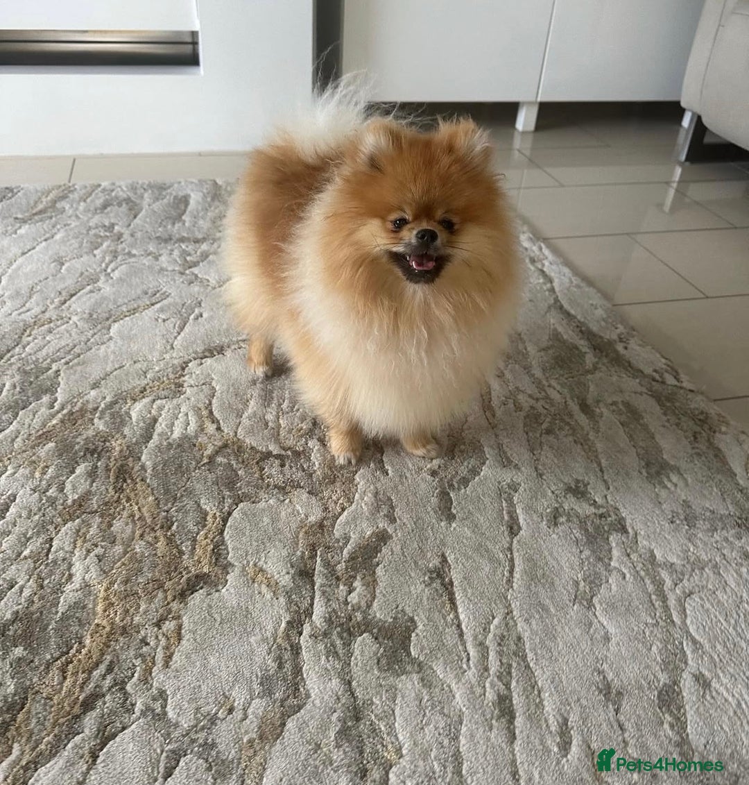 Pomeranian dogs for sale: Kc reg Pomerania  - Image 10