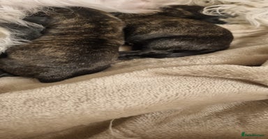 Mixed Breed dogs westie/maltese x Scottish Terrier - Advert 2