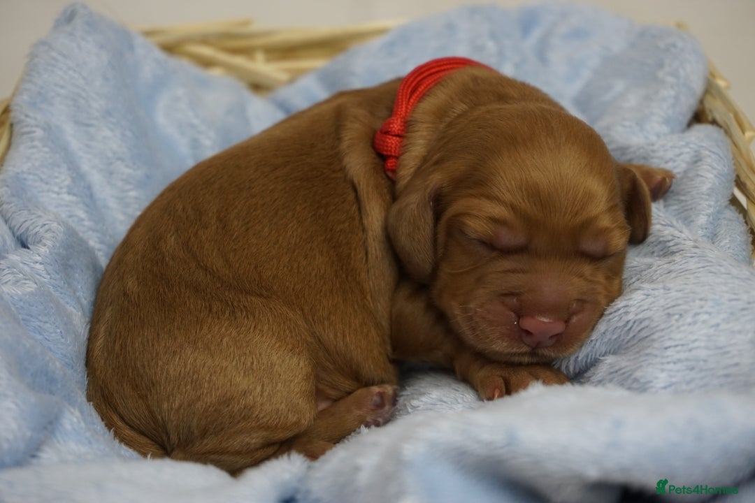 Mixed Breed dogs for sale: Golden Cocker Spaniel  - Image 13