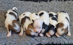 Jack Russell dogs for sale: kC Reg Jack Russell Pups, DNA Health Tested - Image 2