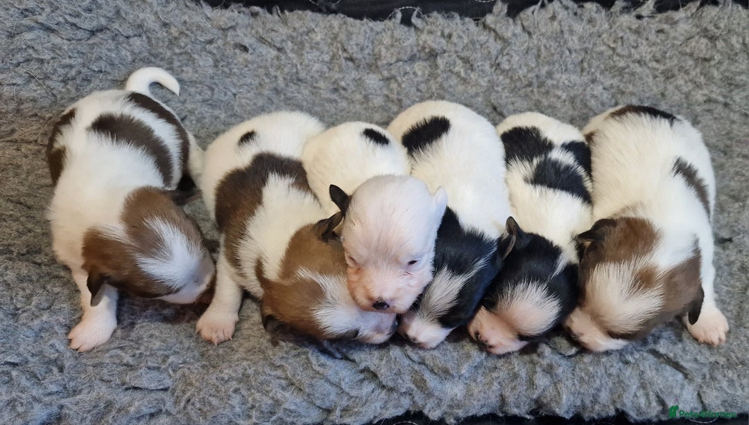 Jack Russell dogs for sale: kC Reg Jack Russell Pups, DNA Health Tested - Image 2
