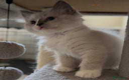 Ragdoll cats for sale: 💙🐾Tica full Pedigree🐾EU Ragdoll 🐱🐾DNA Clear - Image 28