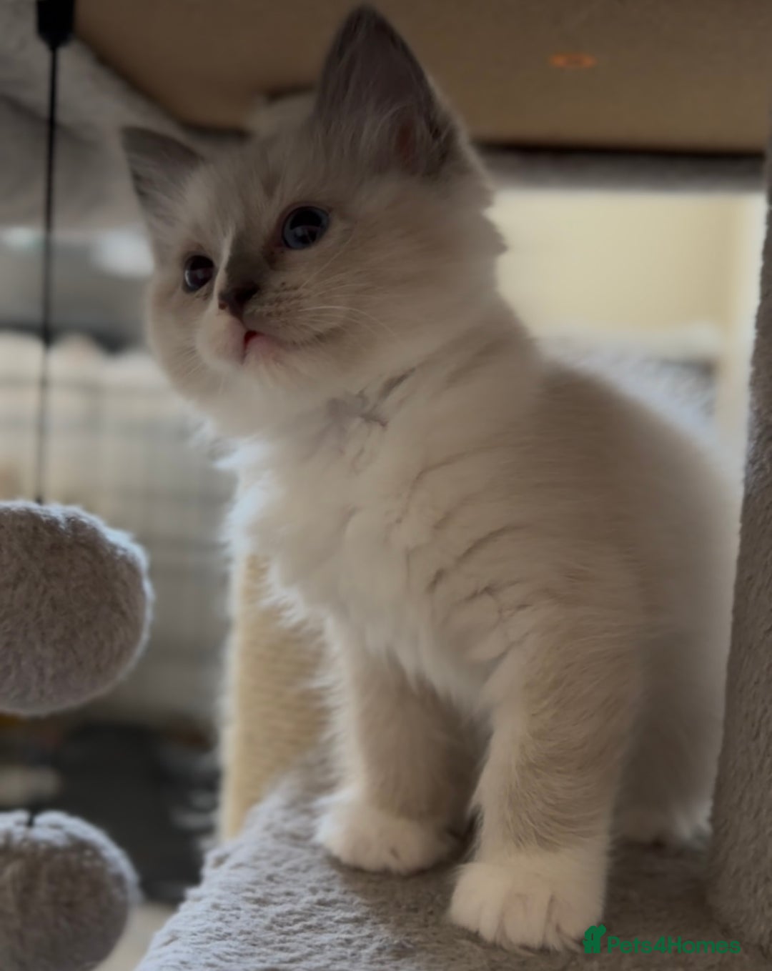Ragdoll cats for sale: 💙🐾Tica full Pedigree🐾EU Ragdoll 🐱🐾DNA Clear - Image 28