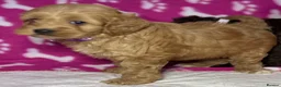 Cockapoo dogs for sale: Cockerpoo puppies  - Advert 20