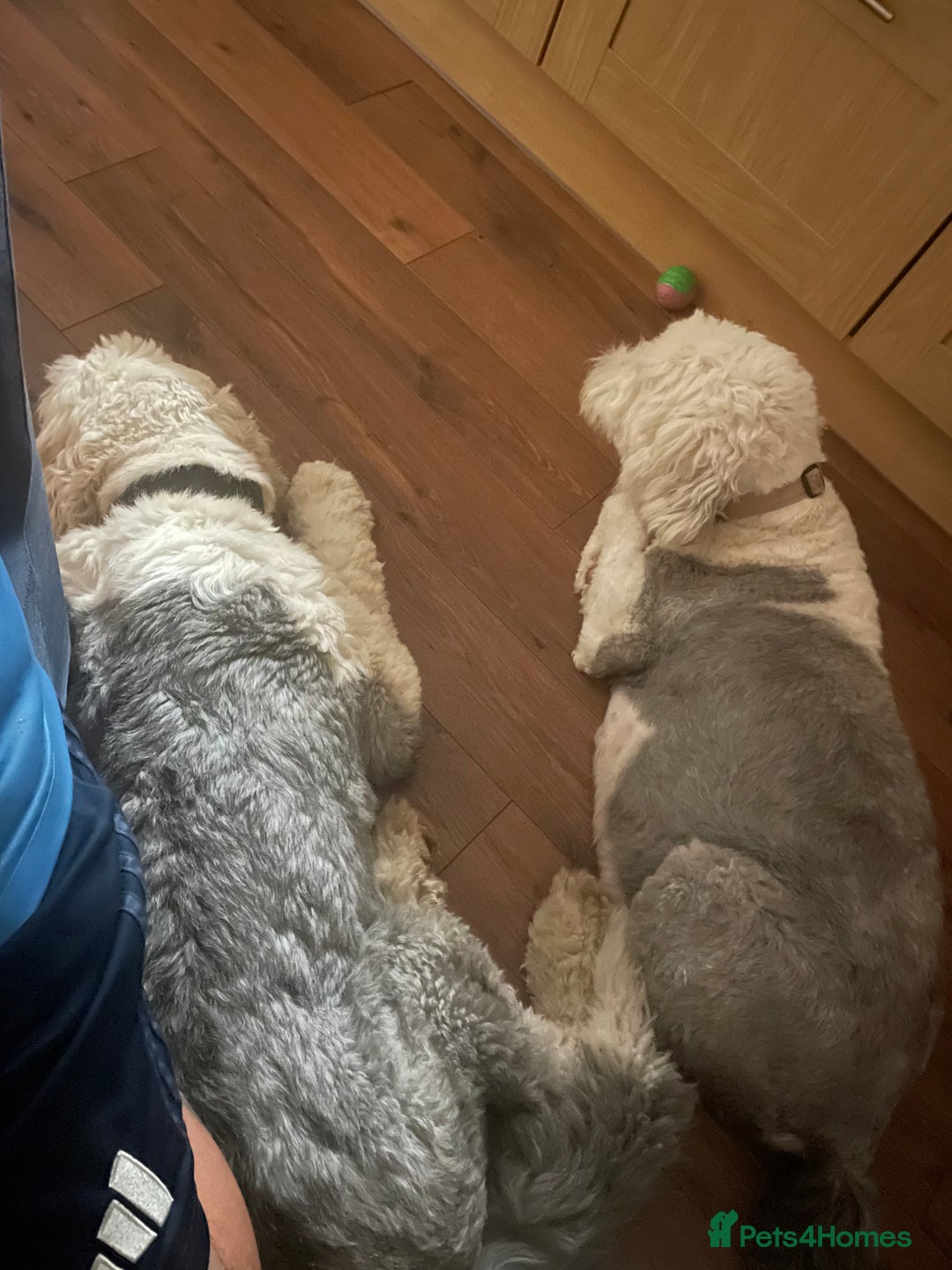 Old English Sheepdog dogs for sale: Old English puppies - Image 5