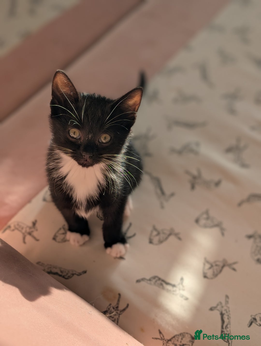 Mixed Breed cats for sale: Calico and Black& white kittens 1x female 1x male  - Advert 4