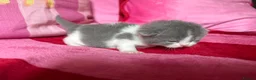 British Shorthair cats for sale: Champion Line British Shorthair Kittens 😻🥇🏆🐾 - Advert 4