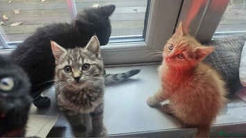 British Shorthair cats Glorious Pure BSH Kittens Ready Now! - Advert 13
