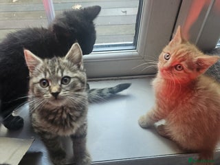 British Shorthair cats Glorious Pure BSH Kittens Ready Now! - Advert 3